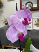 Phalaenopsis Orchid Pot Plant