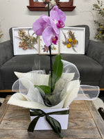 Phalaenopsis Orchid Pot Plant